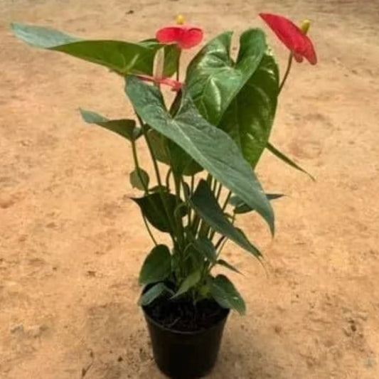 Flamingo Lily Anthurium houseplant with beautiful red flowers