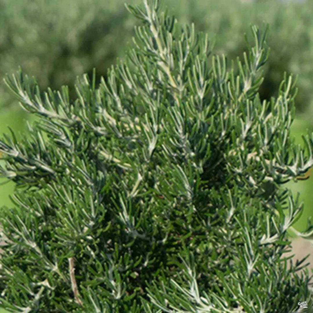 Chef's Choice Rosemary