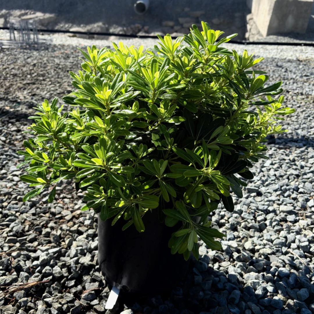 Wheeler's Dwarf Japanese Pittosporum