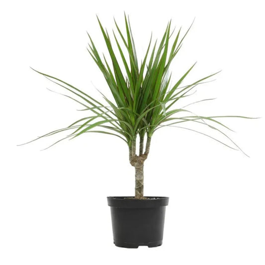 Dracaena plant indoor houseplant with graceful arching leaves