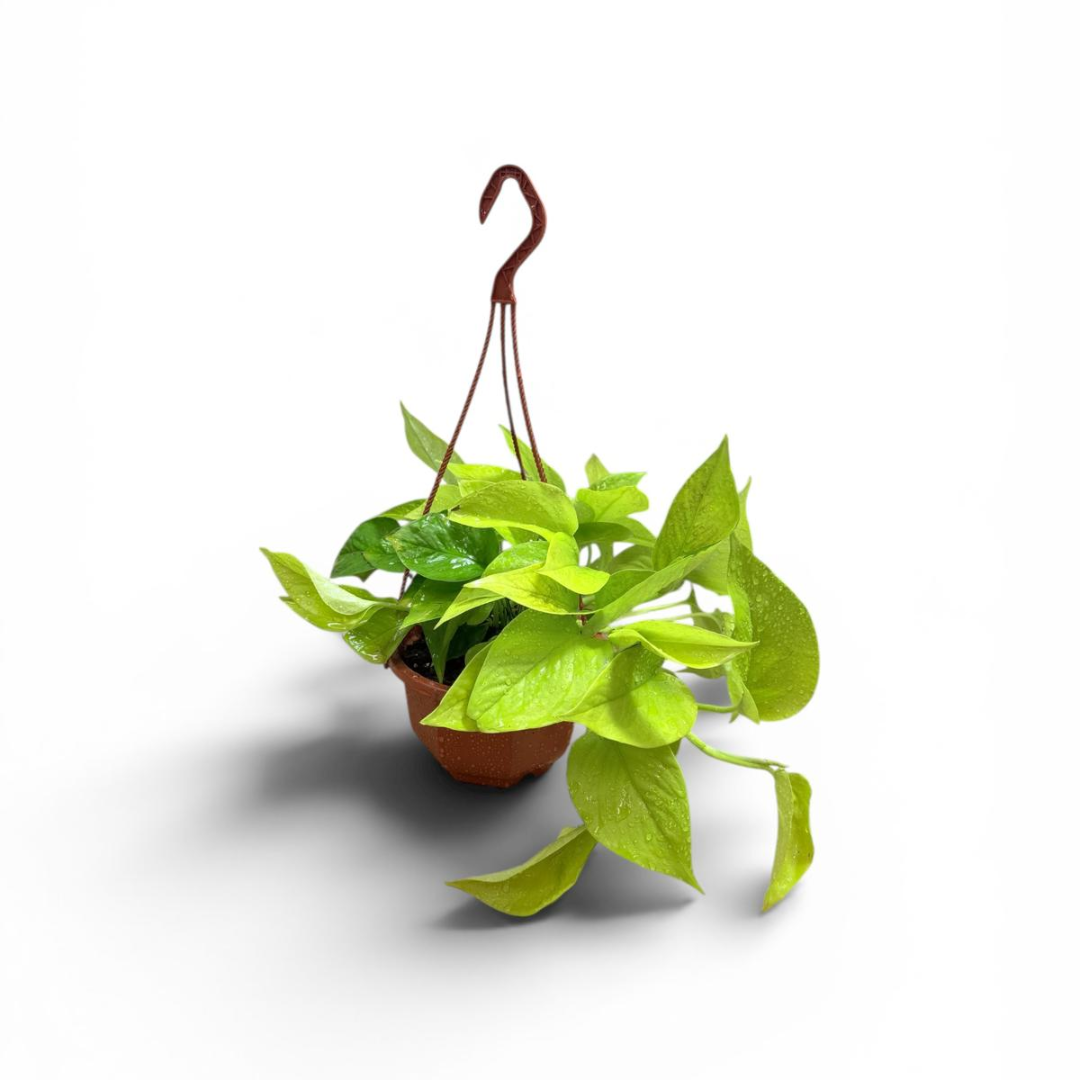 Golden Pothos Hanging Baskets – indoor plant
