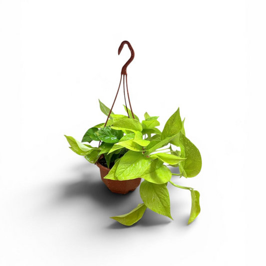Golden Pothos Hanging Baskets – indoor plant