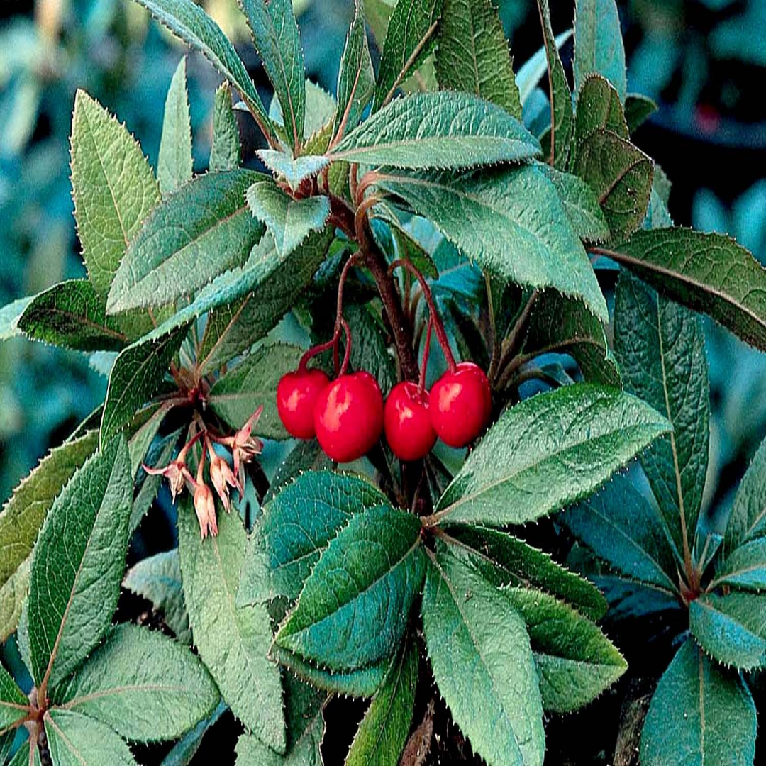 Marlberry Ardisia Japonica Plant – ornamental plant