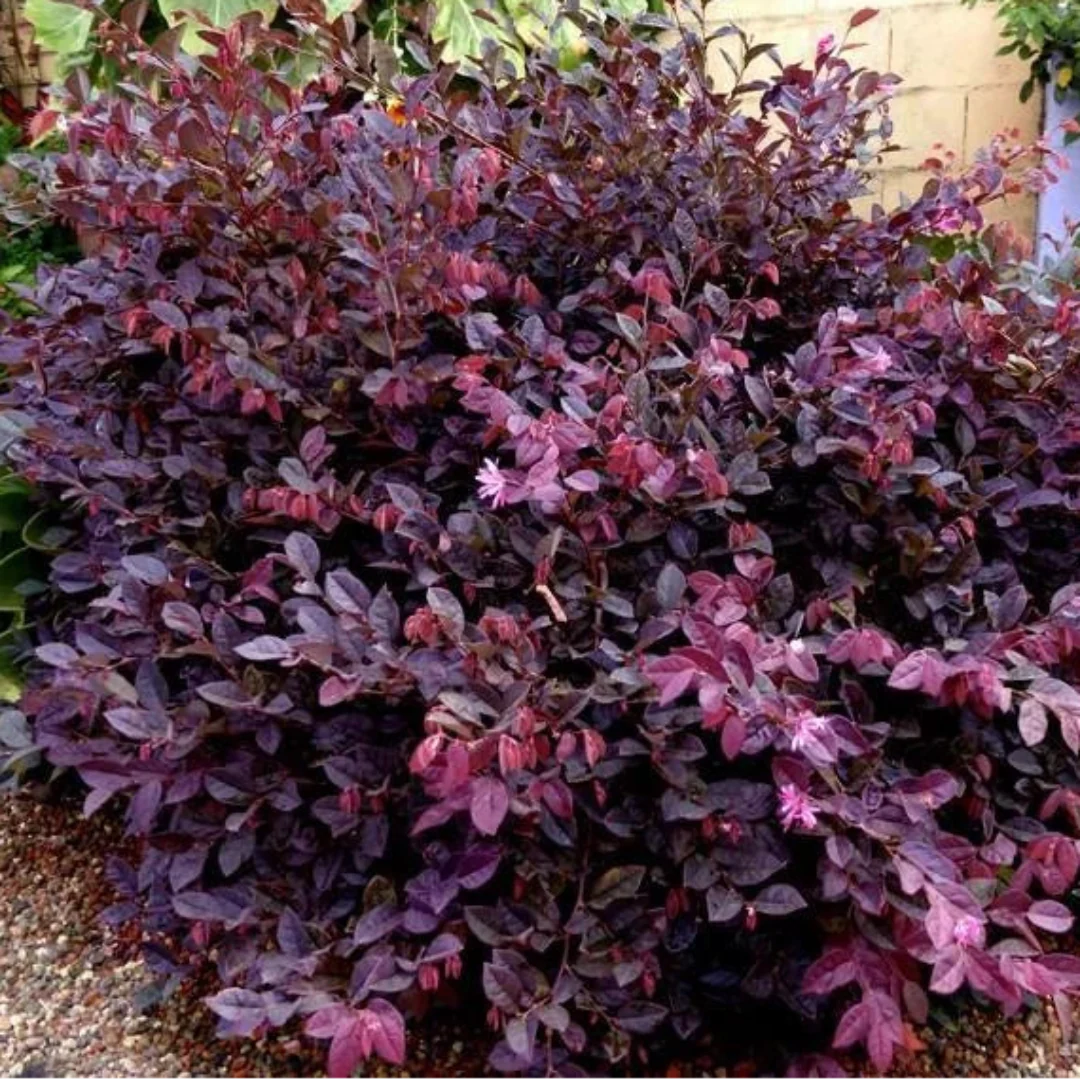 Short Purple Blooming Loropetalum – Medium Evergreen Shrub