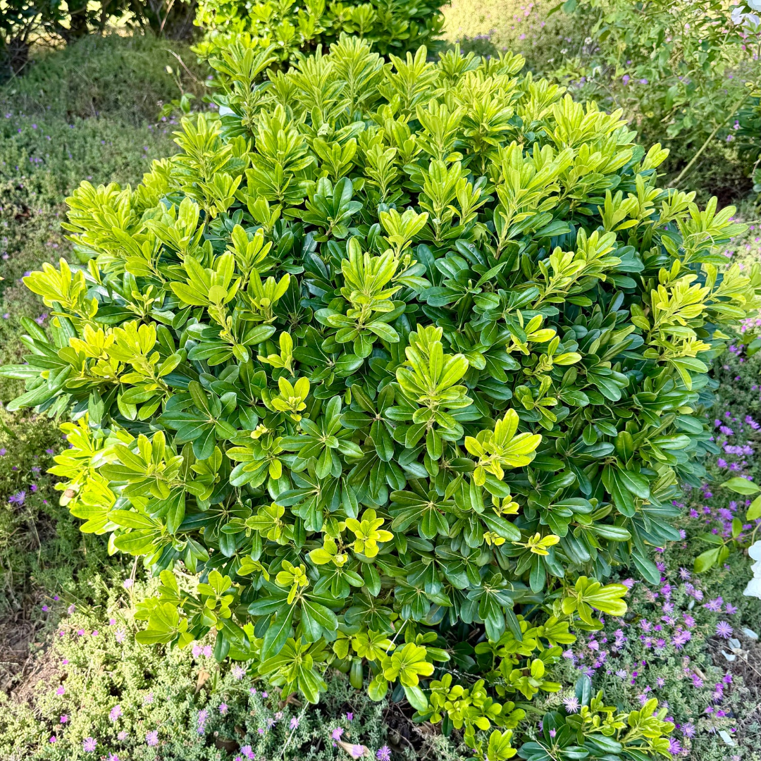 Wheeler's Dwarf Japanese Pittosporum