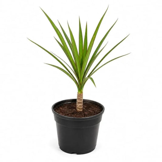 Dracaena live plant with slender leaves and upright growth habit