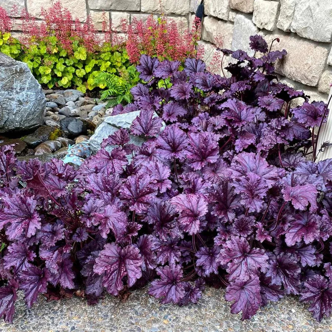 Heuchera 'Forever Purple' Coral Bells