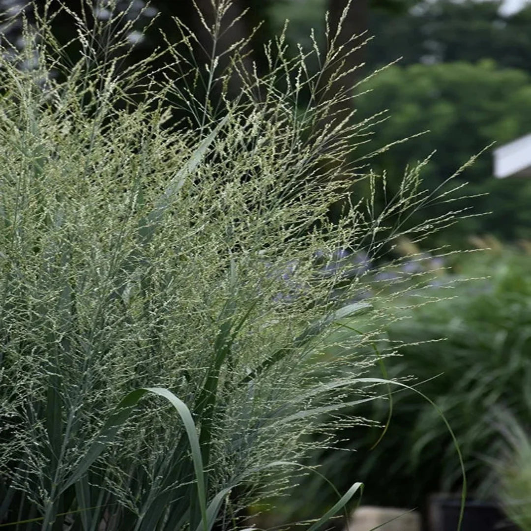 Prairie Winds® 'Totem Pole' Switchgrass (Panicum virgatum) – Ornamental Grass