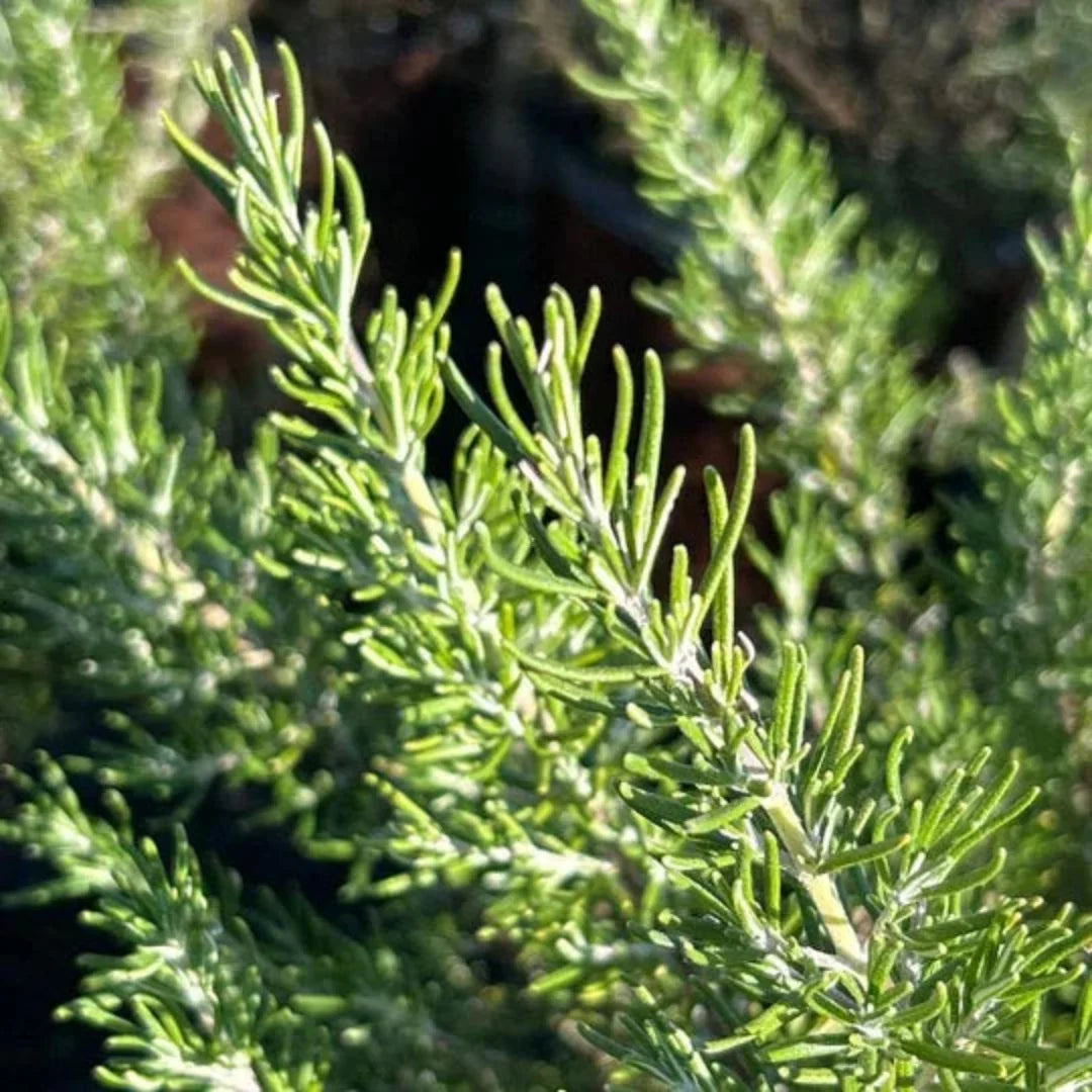 Chef's Choice Rosemary