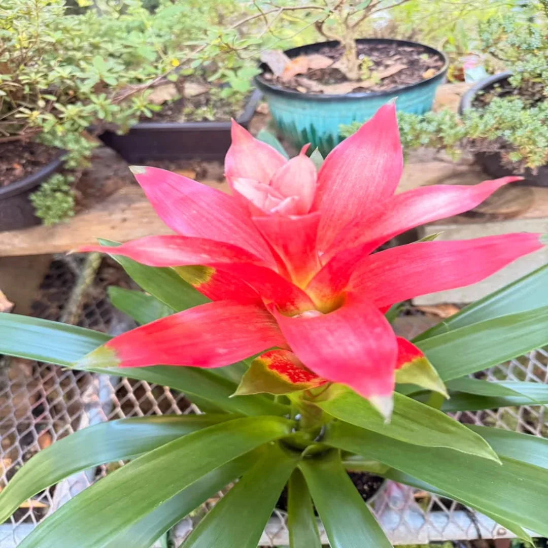 Bromeliad Live Indoor Houseplant in Plastic Pot