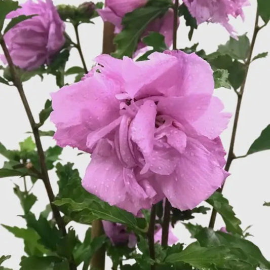 Double Purple Althea plant in 3-gallon container