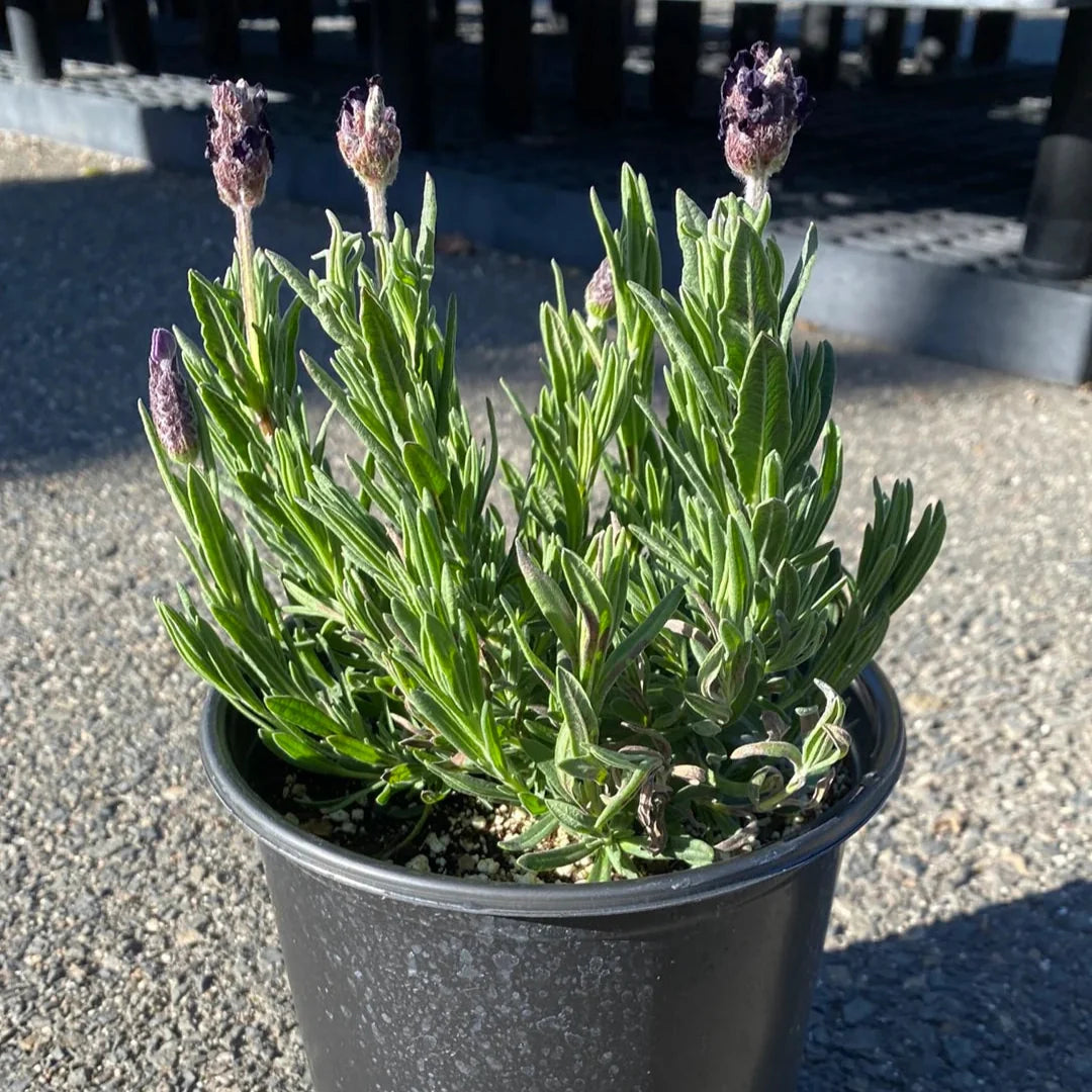 Lavandula 'La Diva Big Night' Lavender