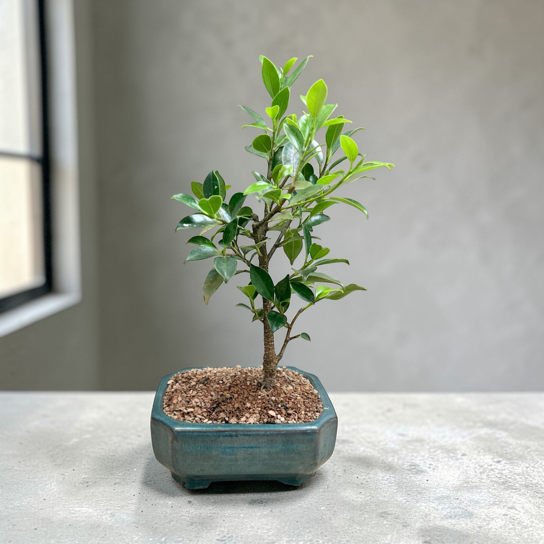 Indoor ficus bonsai plant with fresh green foliage in a decorative pot