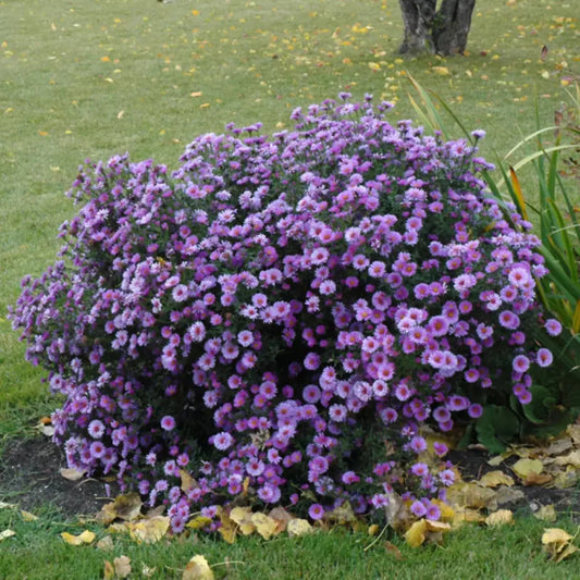 Compact mounded aster plant covered in semi-double purple flowers