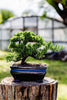 Live Bonsai