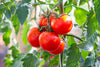 Tomato Plants