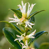 Sarcococca