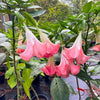 Angel’s Trumpet