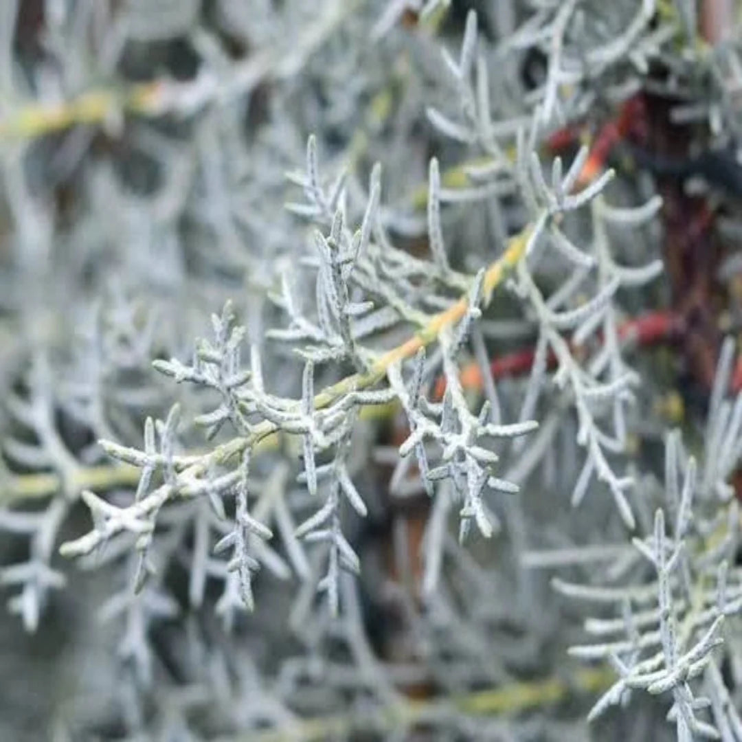 Blue Ice Arizona Cypress tree with silvery-blue foliage in full sun