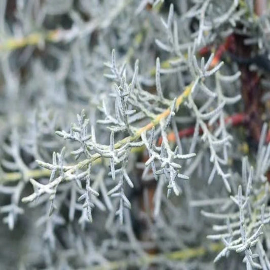 Blue Ice Arizona Cypress tree with silvery-blue foliage in full sun