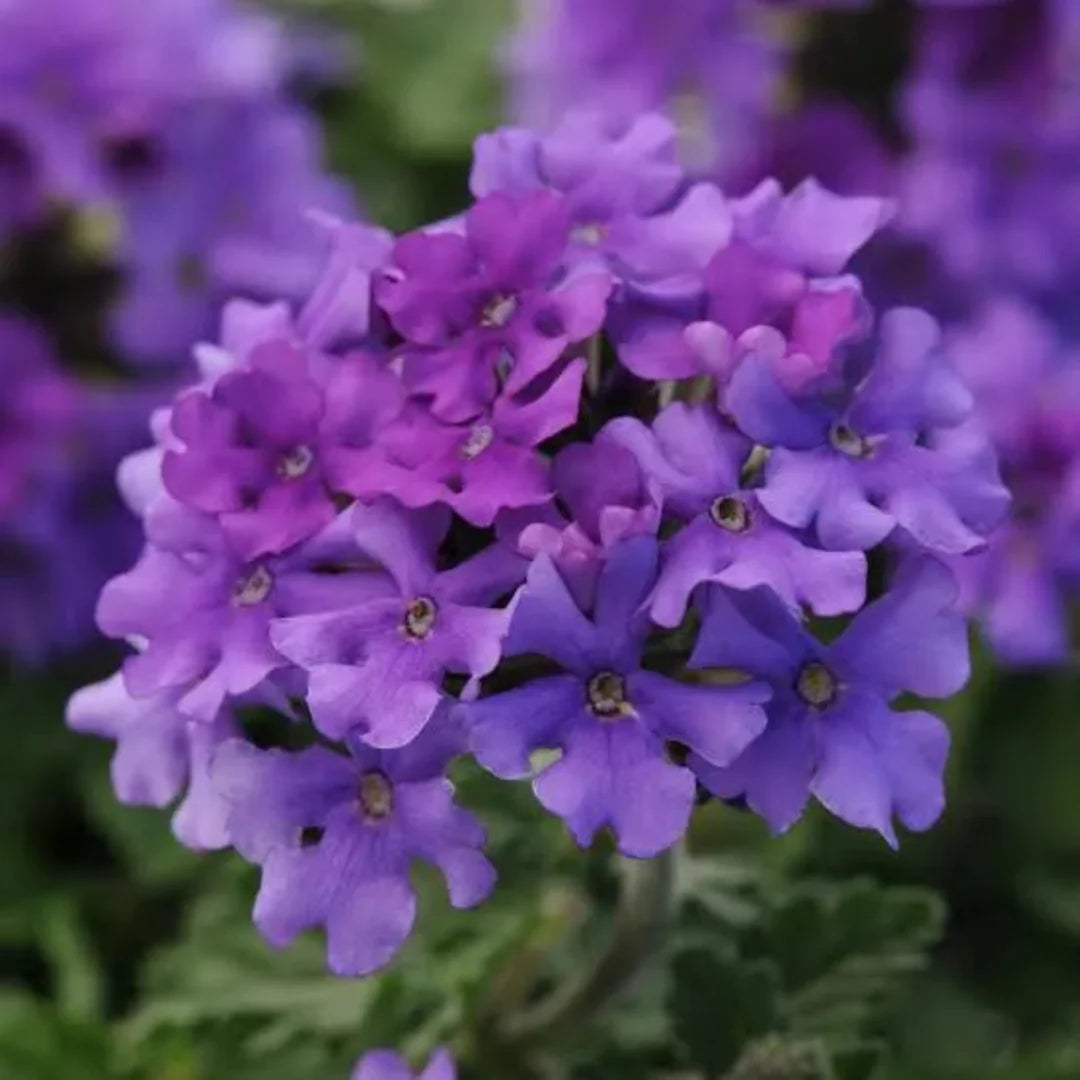 Homestead Purple Verbena hanging basket