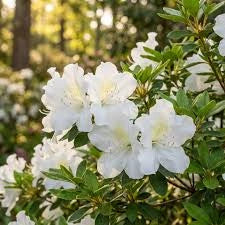 White Azalea White Blooming Azalea – Evergreen Flowering Shrub