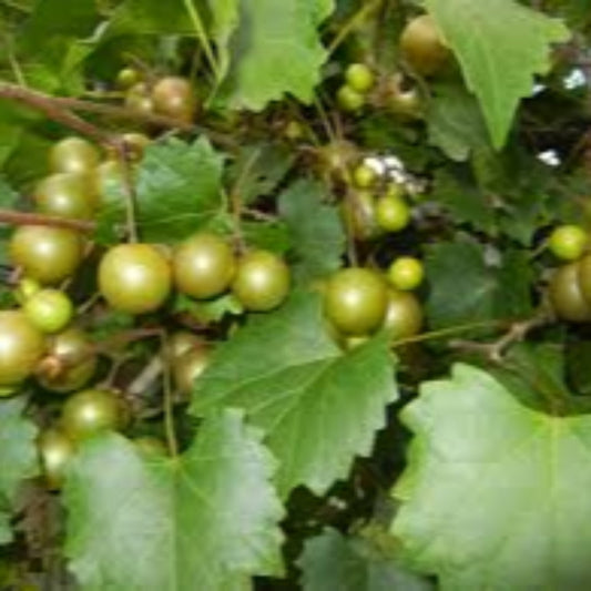 Mature scuppernong grapes hanging on muscadine grape vine