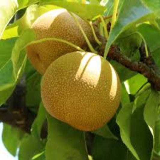 Shinseiki Asian pear tree with fresh golden pears growing on branches