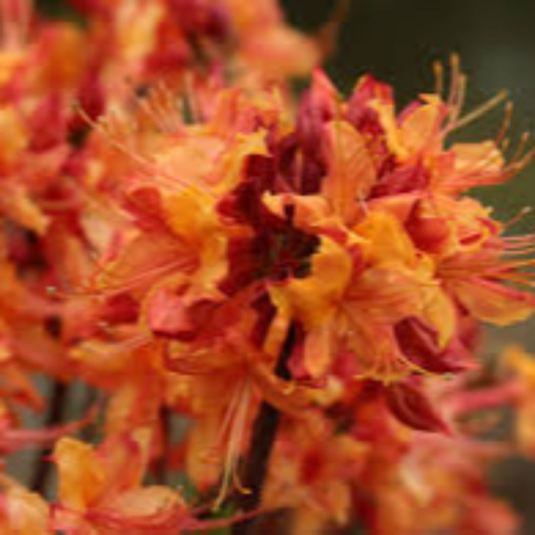 homeandgardensforless.com