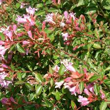 Edward Goucher abelia flowering shrub with green foliage and soft pink blooms