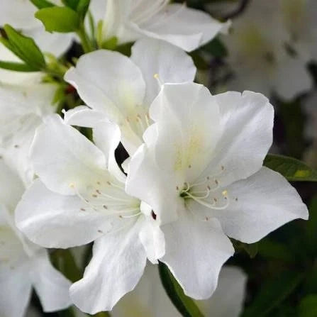 White Azalea White Blooming Azalea – Evergreen Flowering Shrub