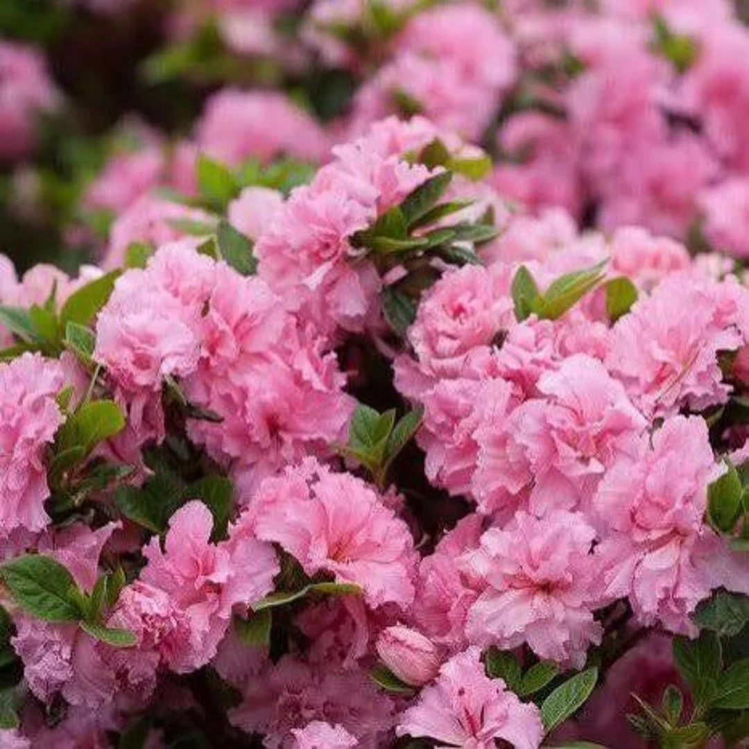 Reblooming Purple Azalea