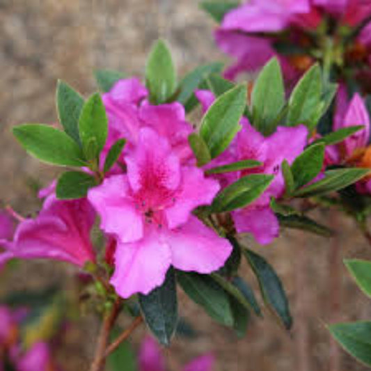 Evergreen Southern Charm azalea plant growing in a nursery container