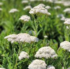 Achillea 'Firefly Diamond' Yarrow PW – evergreen shrub