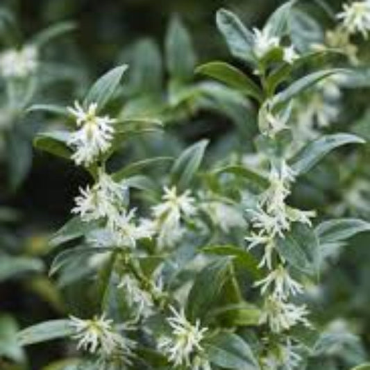 Sweet Box plant growing bushy with dark green leaves in garden landscape