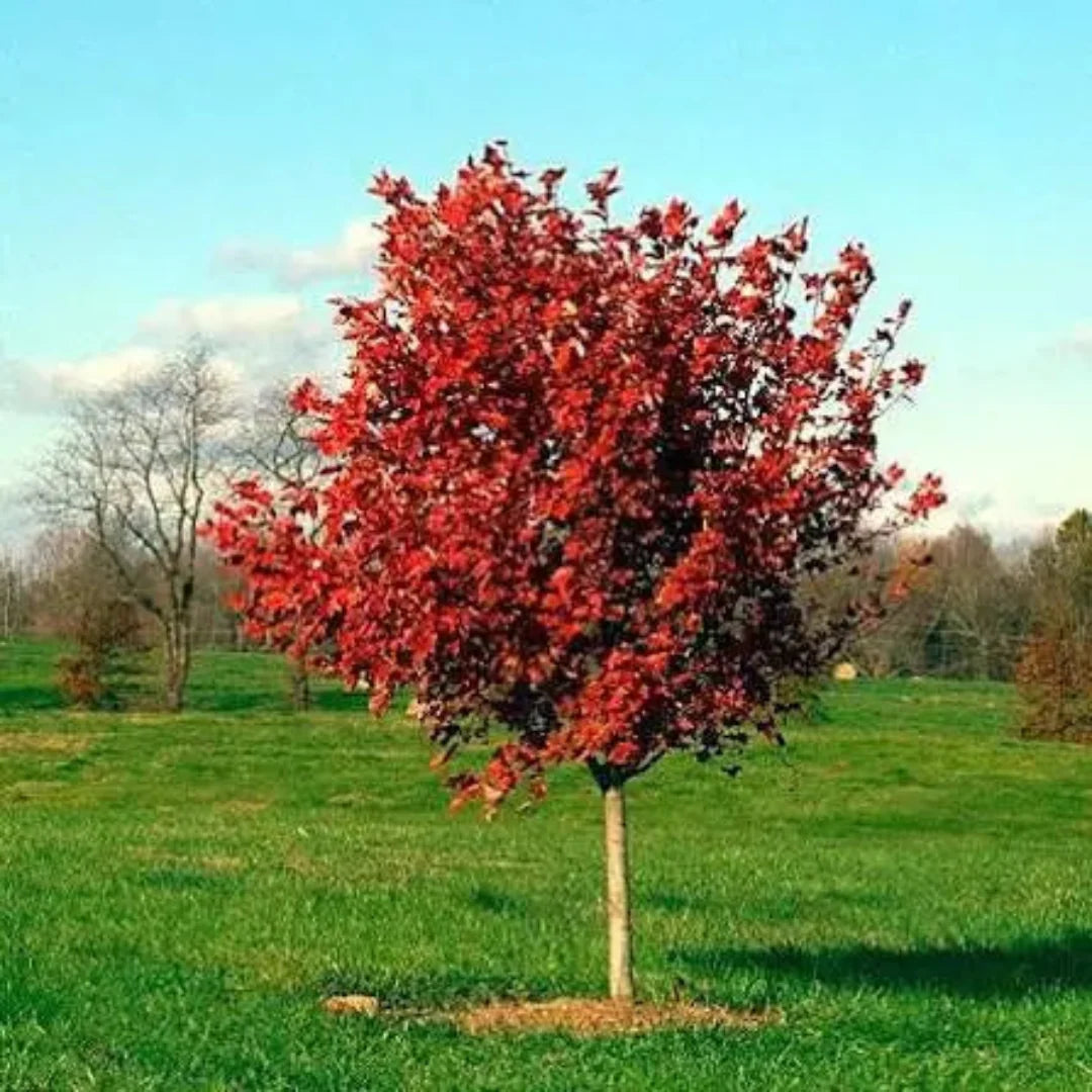 October Celebration Maple