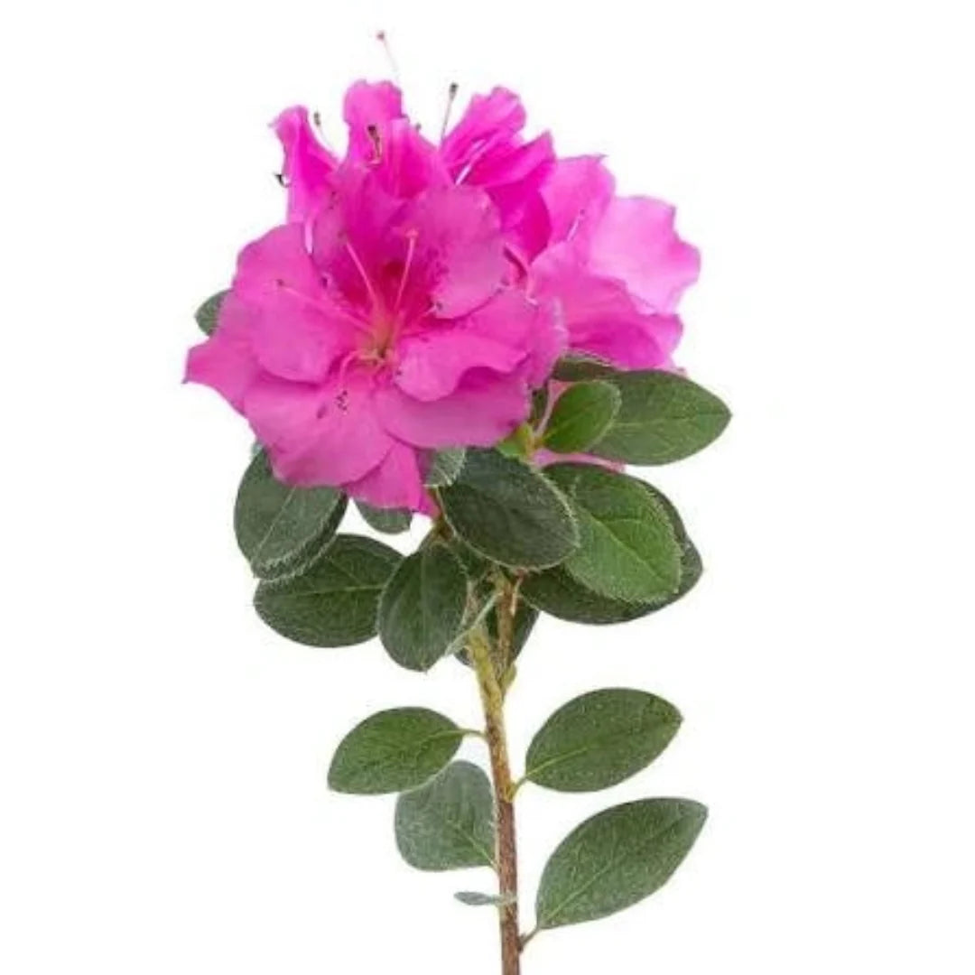 Reblooming Purple Azalea