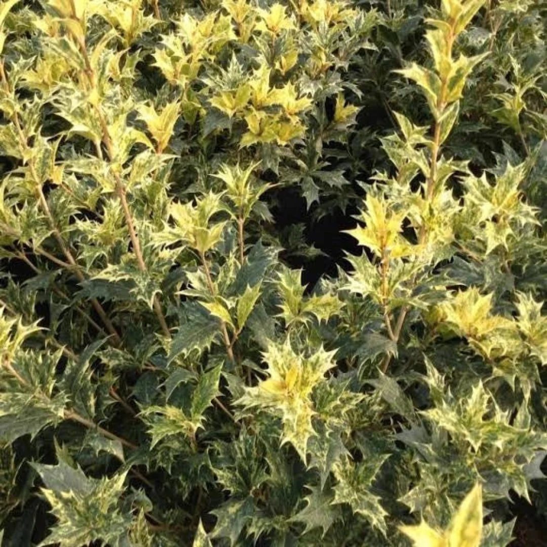 Variegated Tea Olive