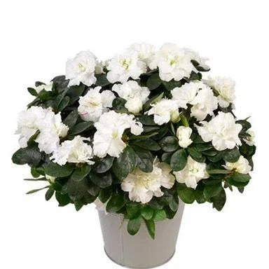 White Azalea White Blooming Azalea – Evergreen Flowering Shrub