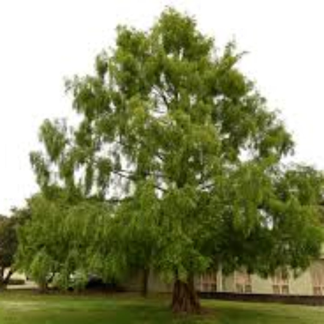 Dawn Redwood Tree feathery foliage close view
