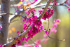 Rebbud Trees