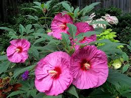 Hibiscus Summerific 'Berry Awesome' – evergreen