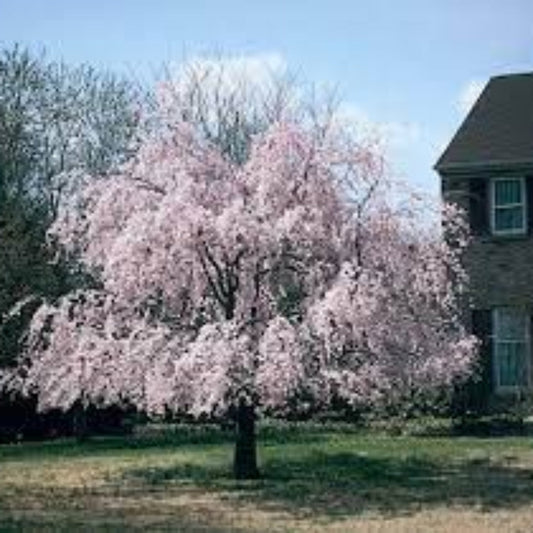 Close-up of soft pink Weeping Higan Cherry flowers in spring