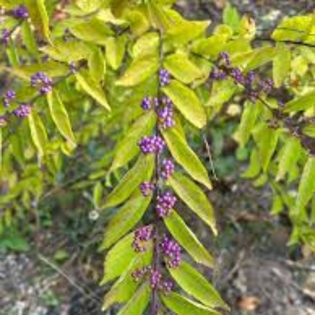 Beautyberry shrub ornamental plant in landscape