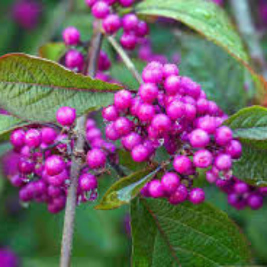 Japanese Beautyberry plant showing vibrant purple fruit