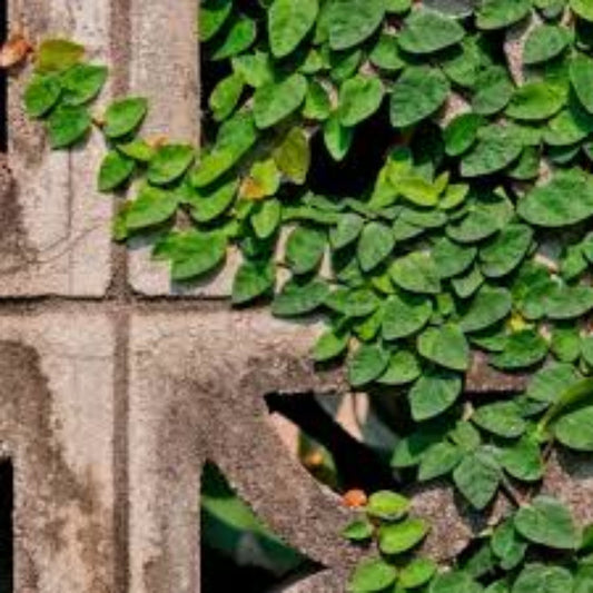 Creeping Fig vine ground cover