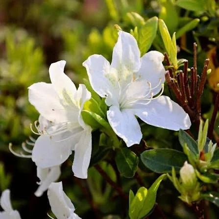 White Azalea White Blooming Azalea – Evergreen Flowering Shrub