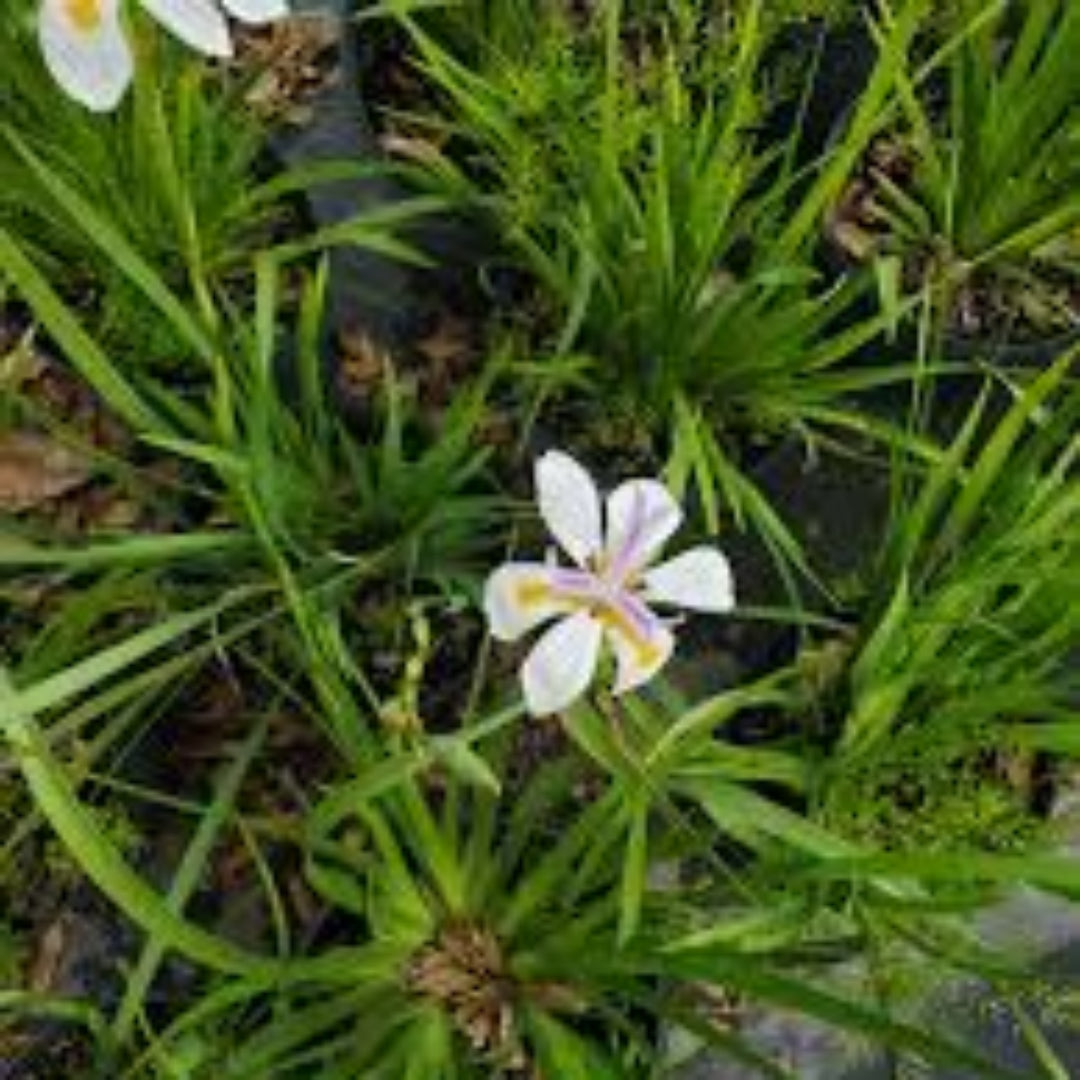 homeandgardensforless.com