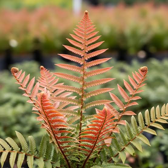 Autumn Fern – Coppery New Fronds, Glossy Green Shade Fern (Dryopteris erythrosora)