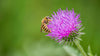 Pollinator Plants